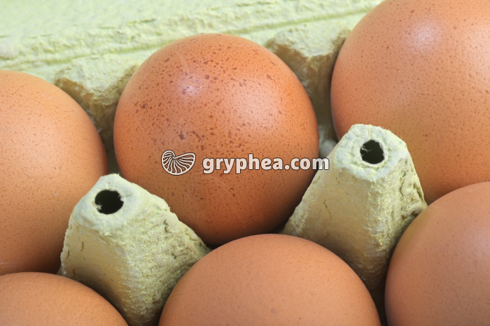 Oeufs en boite - gryphea.com